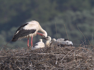 White Stork, Dalyan, Turkey
