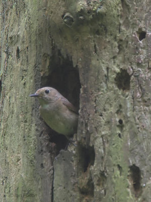 Common Redstart, Gartfairn Wood, Clyde
