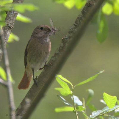 Common Redstart, Gartfairn Wood, Clyde