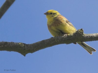 Yellowhammer, Kilrenny, Fife