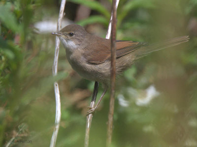 Common Whitethroat, Kilrenny, Fife