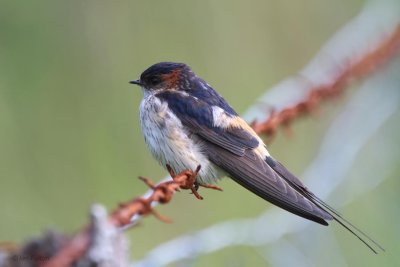 Asian Red-rumped Swallow, Talisker Bay, Isle of Skye