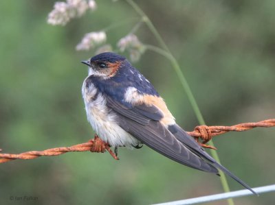 Asian Red-rumped Swallow, Talisker Bay, Isle of Skye