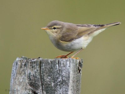 Willow Warbler, Talisker Bay, Isle of Skye