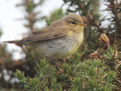 Willow Warbler, Talisker Bay, Isle of Skye