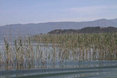 Reed beds at the edge of Lake Köyceğiz