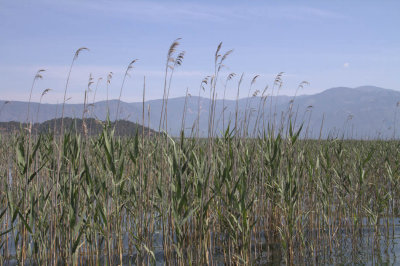 Reed beds at the edge of Lake Köyceğiz