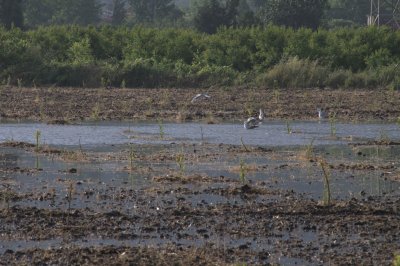 Flood irrigation of a farm field
