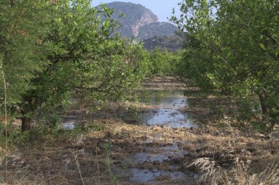 Flood irrigation of a pomegranite orchard