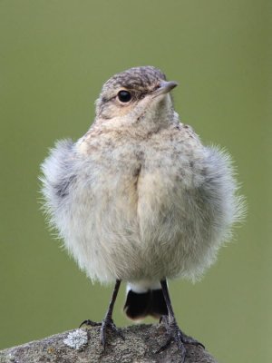 Northern Wheatear (juvenile), Talisker Bay, Isle of Skye