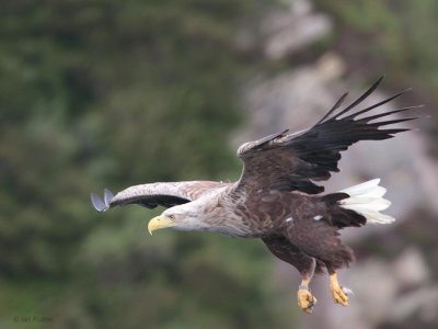 White-tailed Eagle, Portree, Isle of Skye