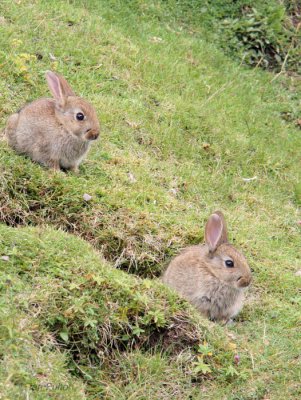 Rabbits on the Table, Storr, Isle of Skye