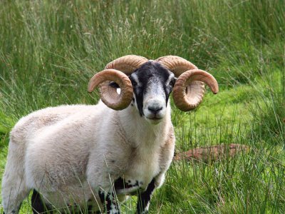 Black faced ram, Talisker, Isle of Skye