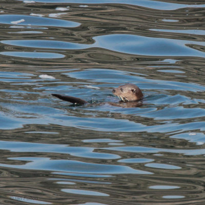 Otter, Ardnamurchan Point, Highland