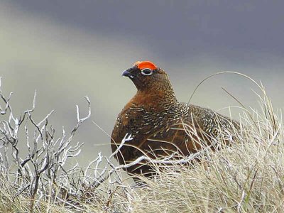 Red Grouse, Lowther Hill, Clyde