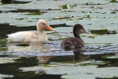 Mallard chicks, Net Bay-Loch Lomond NNR, Clyde