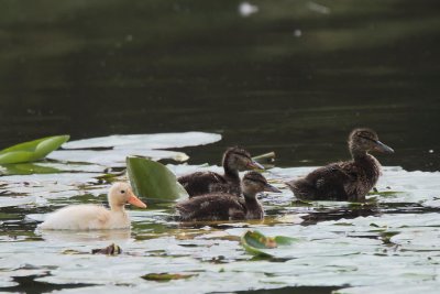 Mallard chicks, Net Bay-Loch Lomond NNR, Clyde