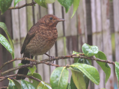Blackbird (juvenile female), Baillieston, Glasgow