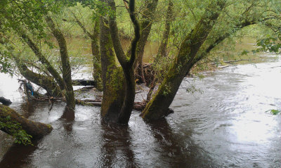 River Clyde at Barons Haugh RSPB reserve