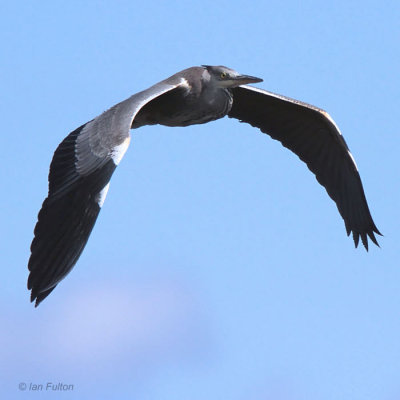 Grey Heron, Fife Ness