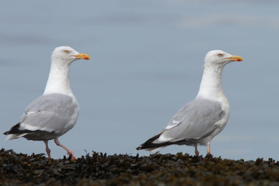 Herring Gulls, Ardmore Point, Clyde