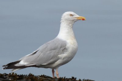 Herring Gull, Ardmore Point, Clyde