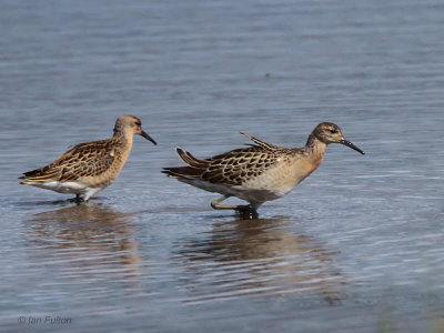 Ruff, Musselburgh, Lothian