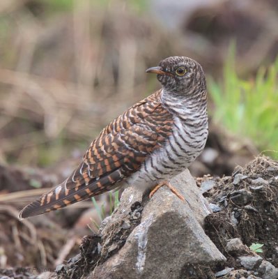 Cuckoo, Cathkin Marsh SWT, Clyde