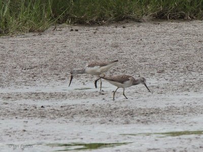 Greenshank, Baron's Haugh RSPB, Clyde