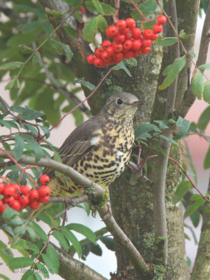 Mistle Thrush, Baillieston, Glasgow
