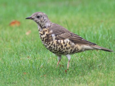 Mistle Thrush, Baillieston, Glasgow