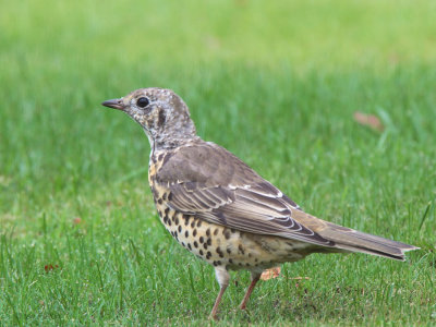 Mistle Thrush, Baillieston, Glasgow