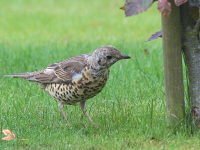 Mistle Thrush, Baillieston, Glasgow
