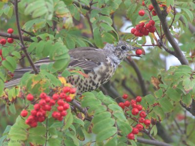 Mistle Thrush, Baillieston, Glasgow