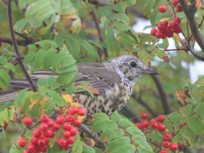 Mistle Thrush, Baillieston, Glasgow