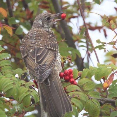 Mistle Thrush, Baillieston, Glasgow