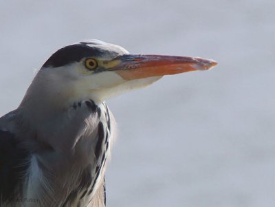 Grey Heron, Hogganfield Loch, Glasgow