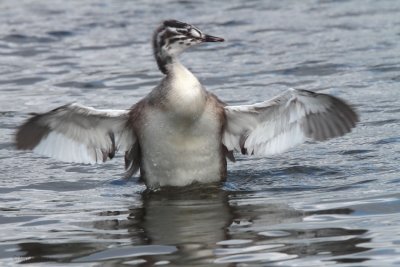 Great Crested Grebe (juvenile), Hogganfield Loch, Glasgow