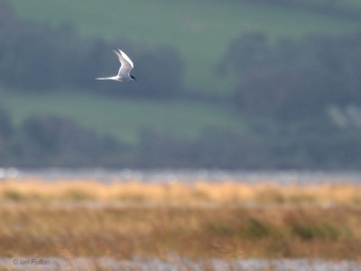 Arctic Tern, Crom Mhin marsh-Loch Lomond NNR, Clyde