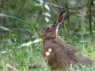 Brown Hare, Gartfairn Wood, Loch Lomond NNR