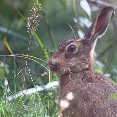 Brown Hare, Gartfairn Wood, Loch Lomond NNR