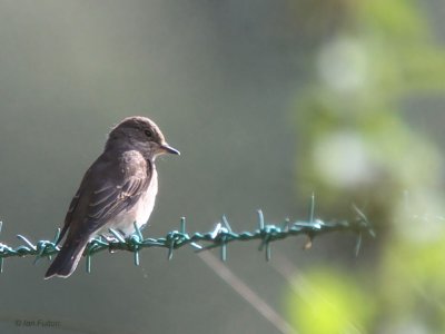 Spotted Flycatcher, Gartfairn Wood-Loch Lomond NNR