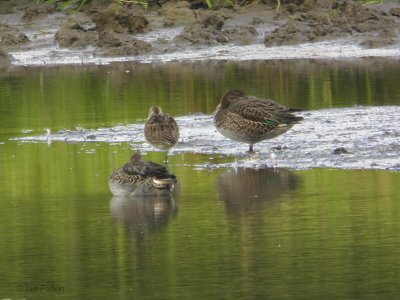 Long-billed Dowitcher, Baron's Haugh RSPB, Clyde