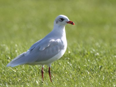 Mediterranean Gull, Buckhaven, Fife