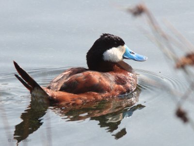 Ruddy Duck, Clyde