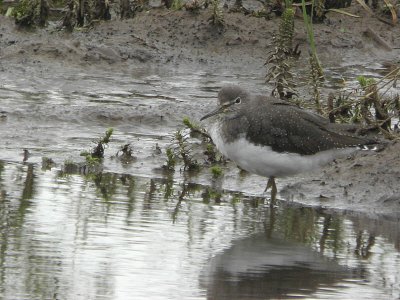 Green Sandpiper, Baron's Haugh RSPB, Clyde