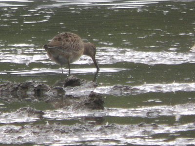 Long-billed Dowitcher, Baron's Haugh RSPB, Clyde