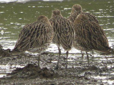 Curlew, Baron's Haugh RSPB, Clyde