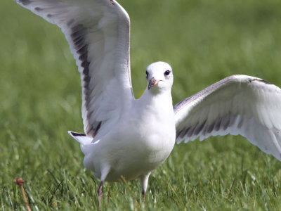 Mediterranean Gull, Buckhaven, Fife