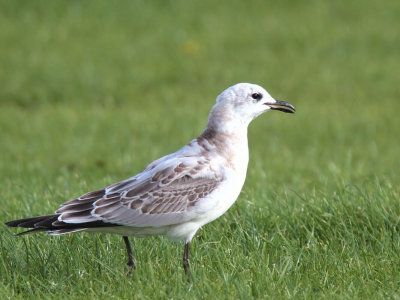 Mediterranean Gull, Buckhaven, Fife